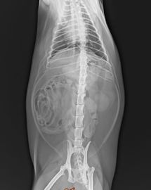 明確なKonida X光線の乾燥したフィルム、富士の医学の診断イメージ投射